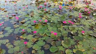 preview picture of video 'Wetland, Farm Tikrey, Hutbay, Little Andaman'