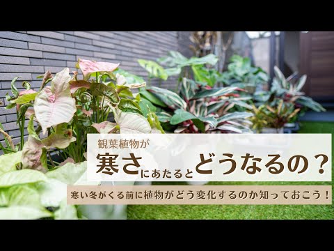 植物は霜のテントを作り、糖分、塩分、樹液が増加し、周囲の細胞が凍結し、破裂します。