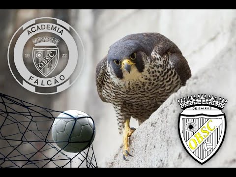 Intro _ SEVERFINTAS x OLIVEIRA BAIRRO SC