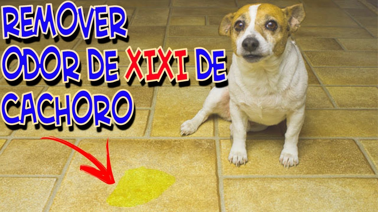 Watch Now Como tirar mau cheiro de xixi de cachorro na casa Como tirar mau cheiro de xixi de cachorro na casa