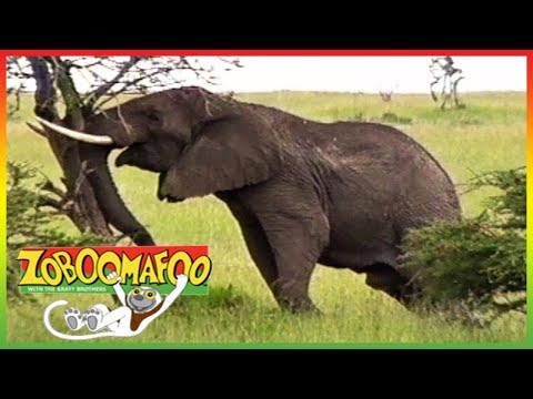 🐘 Zoboomafoo 243 | Talk to Me | Animal shows for kids | Full Episode | HD 🐘