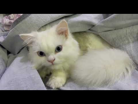 Charcha on emotions with Muffu