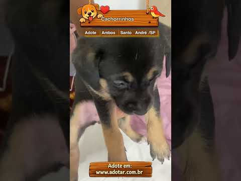 Vídeo de Cachorrinhos 