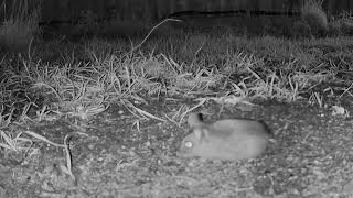 A mouse with no tail -  2-2-2024 00:41:34