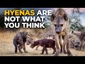 The Insane Biology Of The Spotted Hyena