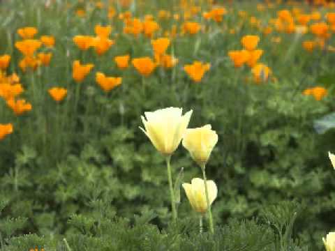 MANTECAO Y SU COMBO DE RUMBA MODERNA  - ACHILI FUNK - 2006.wmv