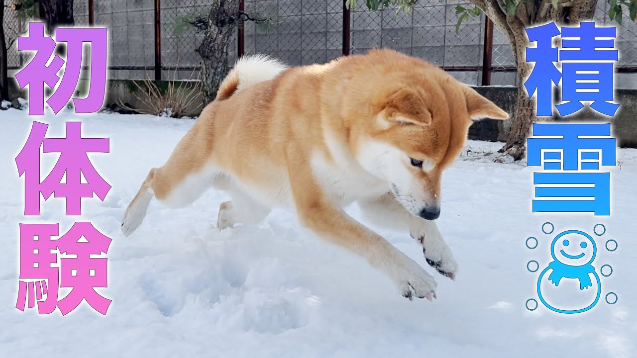お庭に積雪！豆柴ふくを解き放ったら意外な結果に...#99