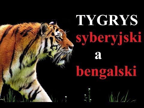 TYGRYS Syberyjski a Bengalski - czym się RÓŻNIĄ