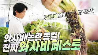 가짜 와사비는 가라! 밭에서 진짜를 뽑아왔습니다. 신개념 페스토의 시작