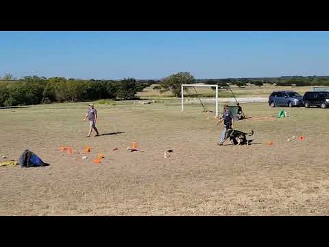 Jasper z Atarova Sadu PSA1 Trial 2022 obedience