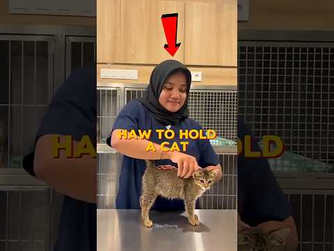 Erro ao Pegar um Gato! 😳 #Catsoftiktok #CatLovers #cat #cute #FunnyCats #catcartoon #fyp