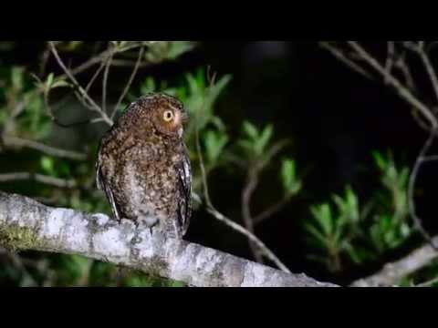 Bare-shanked Screech-Owl — Megascops clarkii