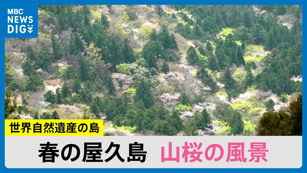 世界遺産・屋久島の山桜が見頃「絨毯みたいできれい」白谷雲水峡登山　鹿児島(MBCニューズナウ 2026年4月3日放送）