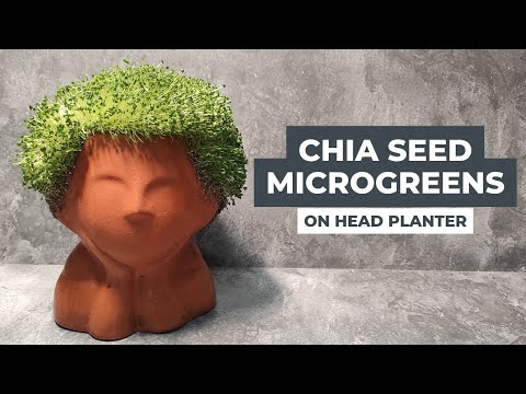 Kreasi Chia Seed Microgreens I Growing Chia Seeds on Head Planter