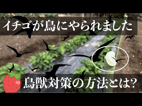 この春、苗木を鳥から守るにはどうすればよいでしょうか？羽のある鳥が若い植物を食べないようにするための 5 つのヒント  庭園
