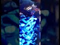 Ae Dil Hai Mushkil Full Screen WhatsApp Status Download For HD Quality Join Me On Telegram