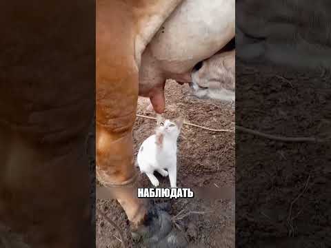 Осиротевший малыш искал хотя бы каплю МОЛОКА 🍼🥺🤯