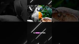 Restore & Colorize Old Photos with AI — Easy, Fast, Stunning Results! #aitools #photoshop