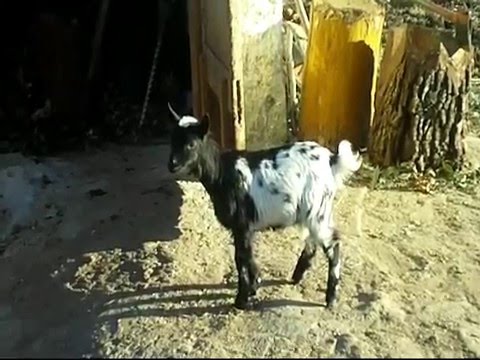 La capra "capretta Antonella"