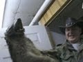 One Angry Raccoon! | Call of the Wildman