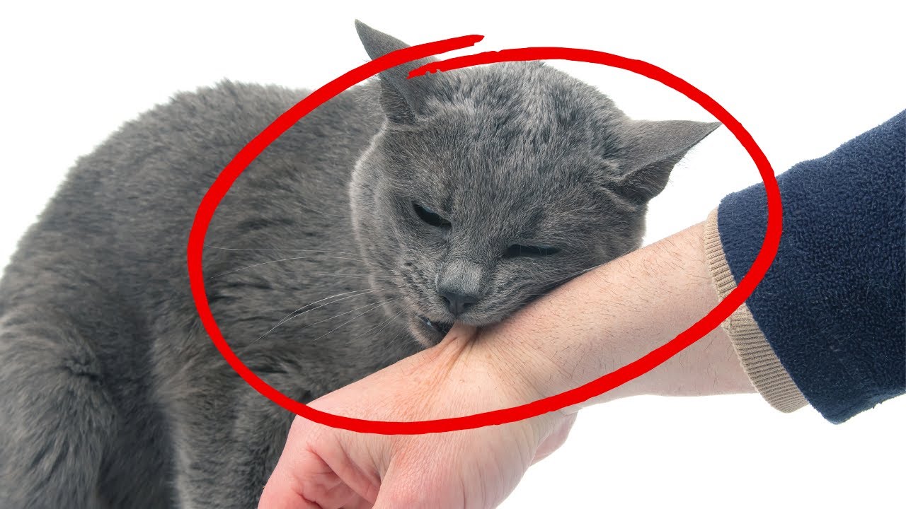 8 Signs Your Cat Thinks You Are a Cat Too