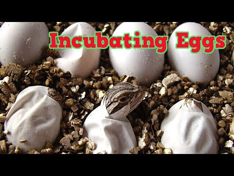 Incubating Bearded Dragon Eggs So They All Hatch