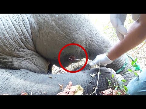 Pus filled abscess caused the elephant to limp, Wildlife guardians were there to treat