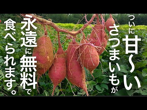 園芸 収穫物の保存方法