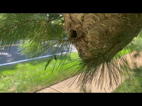 Exterminating a Huge Bald-Faced Hornets Nest in Fair Haven, NJ