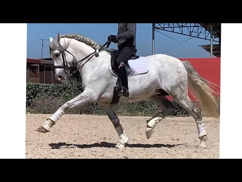 TROVADOR - PRE 167 CM PIAFFE PASSAGE FLYING CHANGES