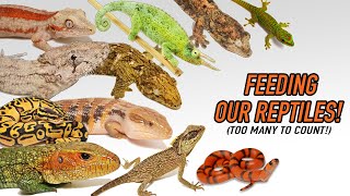 Feeding ALL Our REPTILES! (Pets and For Sale Animals)