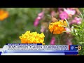 Future Uncertain For Beloved Richmond Community Garden Amid Development Plans