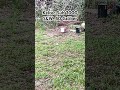 Keltec Sub 2000 S&W .40 Caliber : Amazing Home Self Defense Carbine Gun #shorts #shortvideo #short