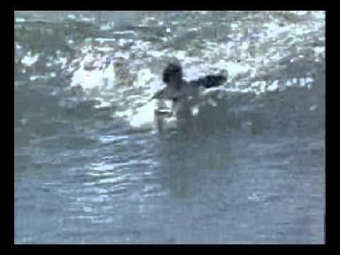 Kelly Slater vs Rob Machado (Boost Mobile Pro, Trestles, San Clemente)