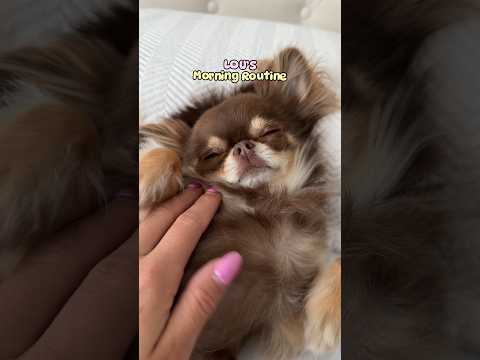 Adorable Chihuahua’s Morning Routine 😴⏰ (spoiler: she’s unfunctional before noon)
