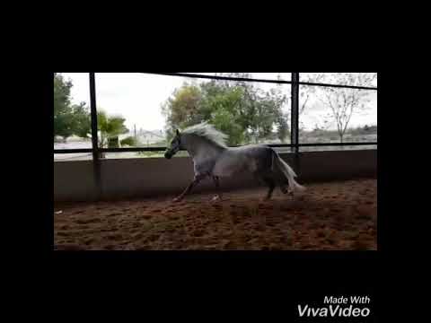 Very pretty and baroque and sweet natured pre stallion for sale.