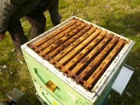 Polbart - Warroza pod gilotynę