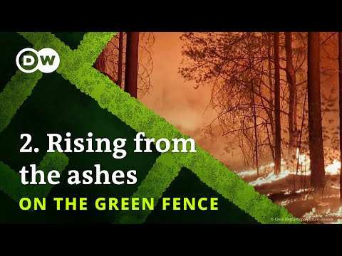 How forests regenerate after a fire – On the Green Fence