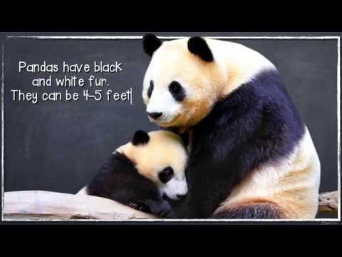 Bears: Polar Bears & Panda Bears