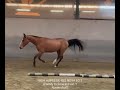 Hengst Zangersheide Te koop 2023 Donker bruin / bai ,  HEARTBREAKER