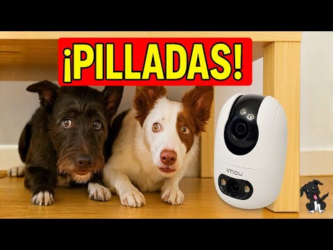 Dog CAUGHT misbehaving! Who's that naughty dog? 🐶