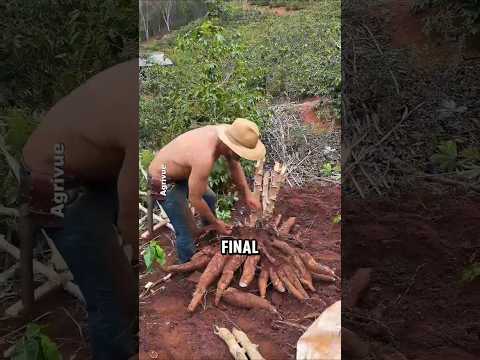 The Proper Way to Plant Cassava for a Bigger, Healthier Harvest