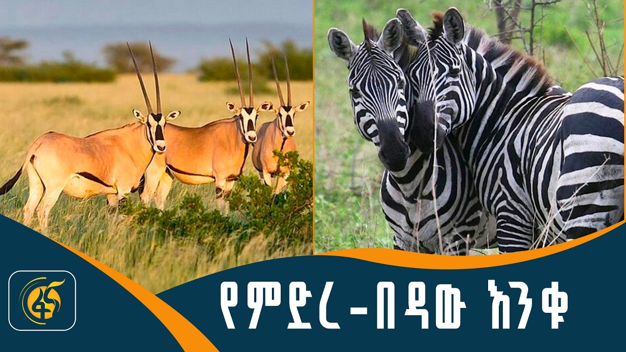 የተለየው የኢትዮጵያ ፓርክ