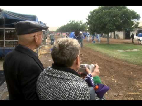 Teddy's Promis Feature