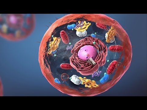 Cell nucleus: functions, structure and characteristics