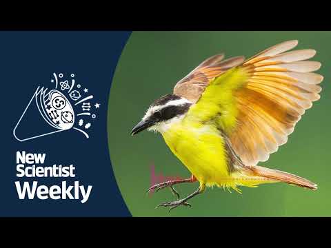 Do birds dream? | New Scientist Weekly podcast 246