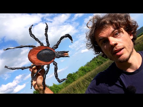 Liebenswerte Zecken (Und was wir gegen sie tun können)