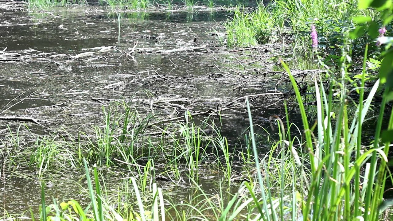 Pond_5 - Free HD stock footage