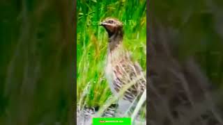 Download lagu Batair ki awaz // moti our tez awaz 2023 #batair_ka_shikar #female_quail_voice #quail #quailhunting mp3