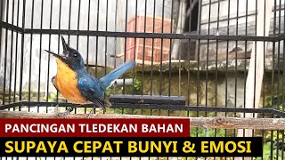 Download lagu SUARA TLEDEKAN GUNUNG BELAJAR BUNYI GACOR - Pancingan burung sulingan BAHAN LIAR agar cepat NGEPLONG mp3